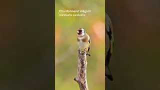 Miniature : Tendez l’oreille et écoutez ces oiseaux que l’on peut croiser dans nos forêts françaises d’Hexagone.
