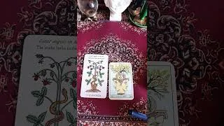 Miniature : Mes 2 jeux chouchous du moment pour juillet. 💚💚 #cartomancie #tarot  #oracle