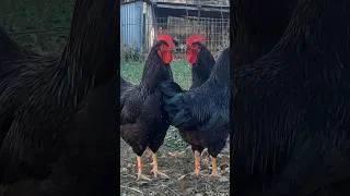 Miniature : La grave ERREUR lors de l'achat d'un Rhode Island Red pur ⚠️
