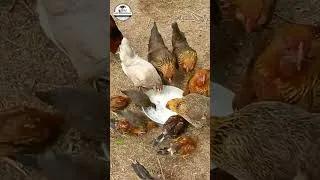Miniature : Croisement OLIVE EGGER x MARANS : Génétique avicole d'élite