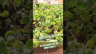 Miniature : Super food in mini food! #ombeline #garden #superfoods
