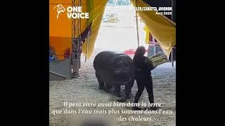 Miniature : Le triste sort des animaux du Cirque Muller/Zavatta à Avignon, Avril 2025