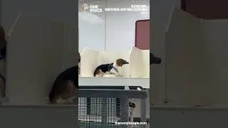 Miniature : Des chiots portant des masques à gaz dans les élevages de MBR pour l’expérimentation animale