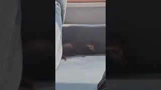 Miniature : Hamza le lourd qui défonce le fauteuil avec ses griffes