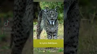Miniature : - Épisode 5: Le lynx ibérique-  #animaux #conservation#lynx