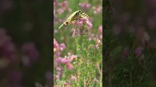 Miniature : TRAMETES : Pic noir & biodiversité (teaser)