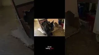 Miniature : Our Cat Started an Illegal Renovation