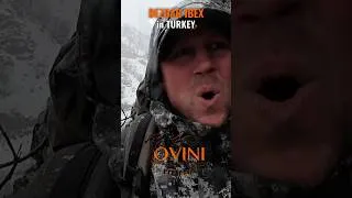 Miniature : Huge Bezoar Ibex 🔥 Hunt Turkey
