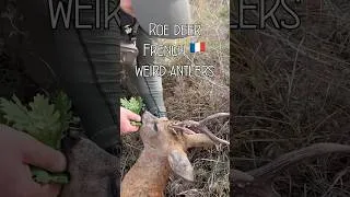 Miniature : 🎯 PRÉCISION MAX : TIR NET SUR CHEVREUIL EN FRANCE