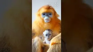 Miniature : 🐒 A baby golden snub-nosed monkey was born at Pairi Daiza 💛 #pairidaiza #goldenmonkey #newlife