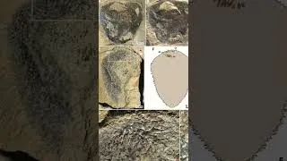 Miniature : Ce fossile n'est peut-être pas un mollusque