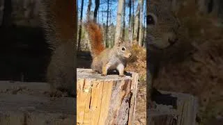Miniature : squirrel real close xD