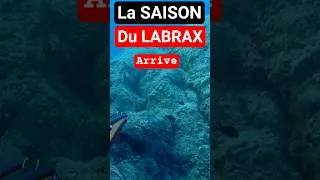 Miniature : Chasse sous Marine du loup en Méditerranée #papicsm #chassesousmarine #spearfishing #labrax