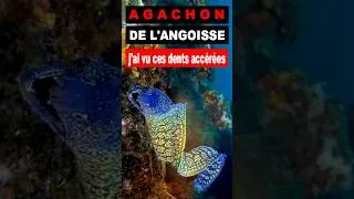Miniature : Agachon de l'angoisse chasse sous-Marine #papicsm #murena #chassesousmarine #fishing