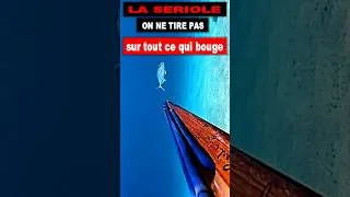 Miniature : Pourquoi on épargne les petites Serioles en chasse sous Marine #papicsm #spearfishing #amberjack