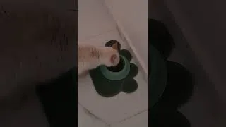 Miniature : Voici mon âme sœur 😊🥰🥰🥰❤️❤️❤️❤️