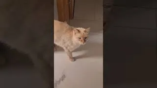 Miniature : Helios , le magnifique 🐱🥰/ Maroc 🇲🇦