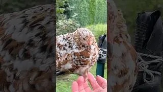 Miniature : Relaxez-vous avec ce poussin