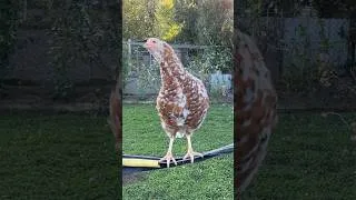 Miniature : Y’a quoi là-haut ?