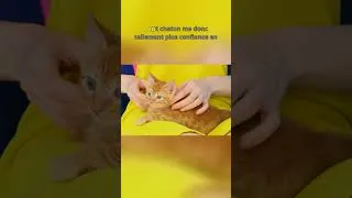 Miniature : Un chat dans le cabinet du dentiste : la distraction parfaite ! #VieVétérinaire #AmourDesChats