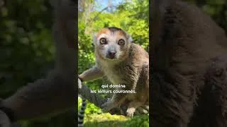 Miniature : Cap sur l’île des lémuriens 🐒🌿