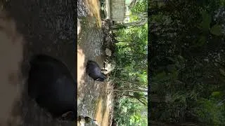 Miniature : 🇬🇧 POV :You Booked an Elephant Spa Day 🐘💦😂” Vous avez réservé une journée spa avec les éléphants