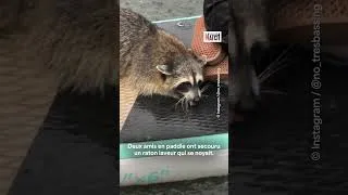 Miniature : Au secours du raton laveur