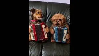 Miniature : Les chiens accordéonistes