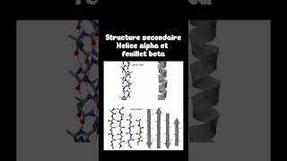 Miniature : Structure des protéines, primaire, secondaire, tertiaire, quaternaire, biochimie, biologie PASS LAS