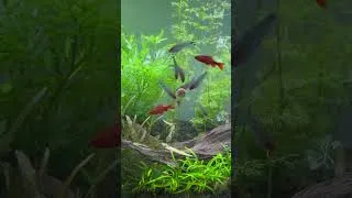 Miniature : The fish are so cute 😍