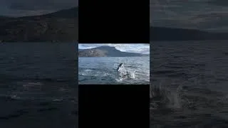 Miniature : Expédition en Mer en Écosse !