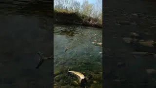 Miniature : Ouverture 2026 #truite #ouverture2026#troutfishing #pêche