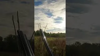 Miniature : Tir d’une poule faisane 🪶#chasse #faisan #shoot #epagneulbreton #chiendechasse