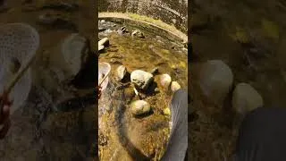 Miniature : TRUITE à la MOUCHE en SÈCHE #fishing #truite #flyfishing #trout #troutfishing