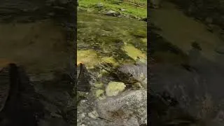 Miniature : Truite à la mouche en sèche 🏔️ #fishing #pyrenees #truite #flyfishing #troutfishing #trout