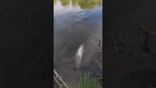 Miniature : Ce POISSON ne DEVRAIT PAS être ici... 😱🧐 #epic #fishing #insolite