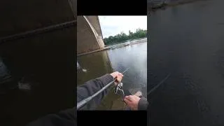 Miniature : Pêcher ce poisson, c'est de l'infiltration 🥷🏻👀 #epic #fishing #chub