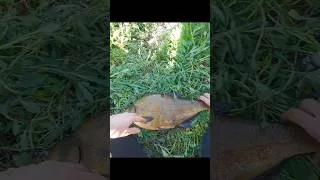 Miniature : J'ai pêché un DINOSAURE 🦖🎣 #epic #fishing #bream
