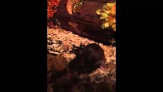 Miniature : Gecko leopard TV - 43 - Mus minutoides, la Souris naine d'Afrique ou Souris pygmée africaine