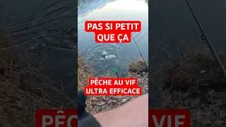 Miniature : #recap2025 Pas si petit que ça  – Pêche au vif ultra efficace #peche #brochet #pike