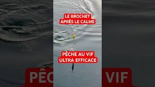 Miniature : #recap2025 Le brochet après le calme – Pêche au vif ultra efficace #peche #brochet #pike