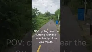Miniature : POV: cycling near the Ottawa river late June (Quebec side)  Mayfly everywhere!!!!