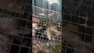Miniature : Chat dans piège à rats
