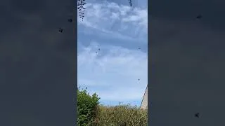 Miniature : Ball de papillons 1/2