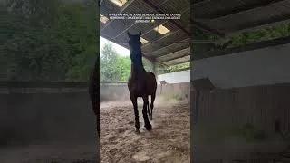 Miniature : Elle est en forme 🔥🔥🔥 #cavalier #horse  #cheval