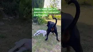 Miniature : Jeu de frustration naturel - laissez vos friandises à la maison SVP #chien #comportementcanin