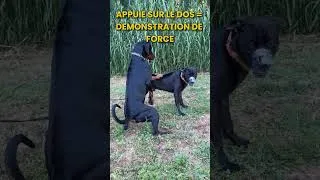 Miniature : Chien dominant se fait recadré