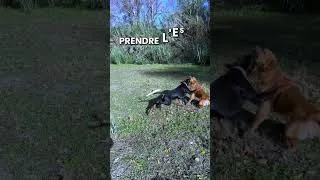 Miniature : Un Golden trop sexuel se fait corriger par Sobek | Communication canine réelle 🐺