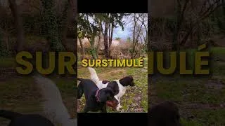 Miniature : Chien hypersensible et hyperactif apprend les codes canins