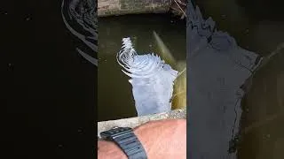 Miniature : GROS DEPART AU VIF !!!  #fishing #fishingvideo #fish